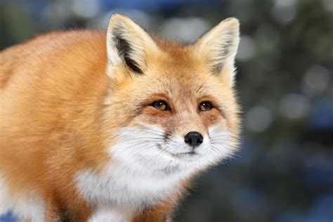 Is A Fox A Farm Animal